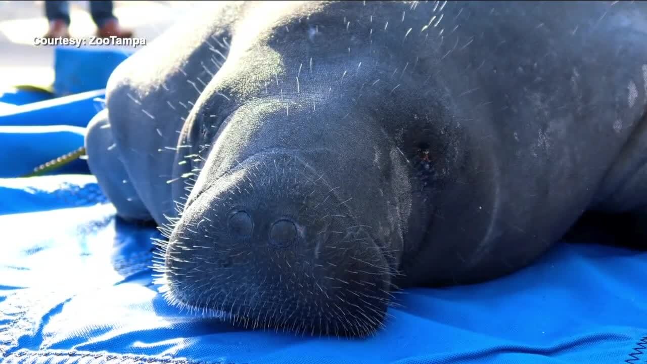 Two manatees released back into wild at TECO Manatee Viewing Center