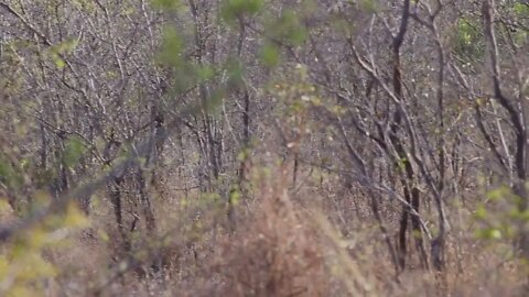 Female leopard moves through thicket