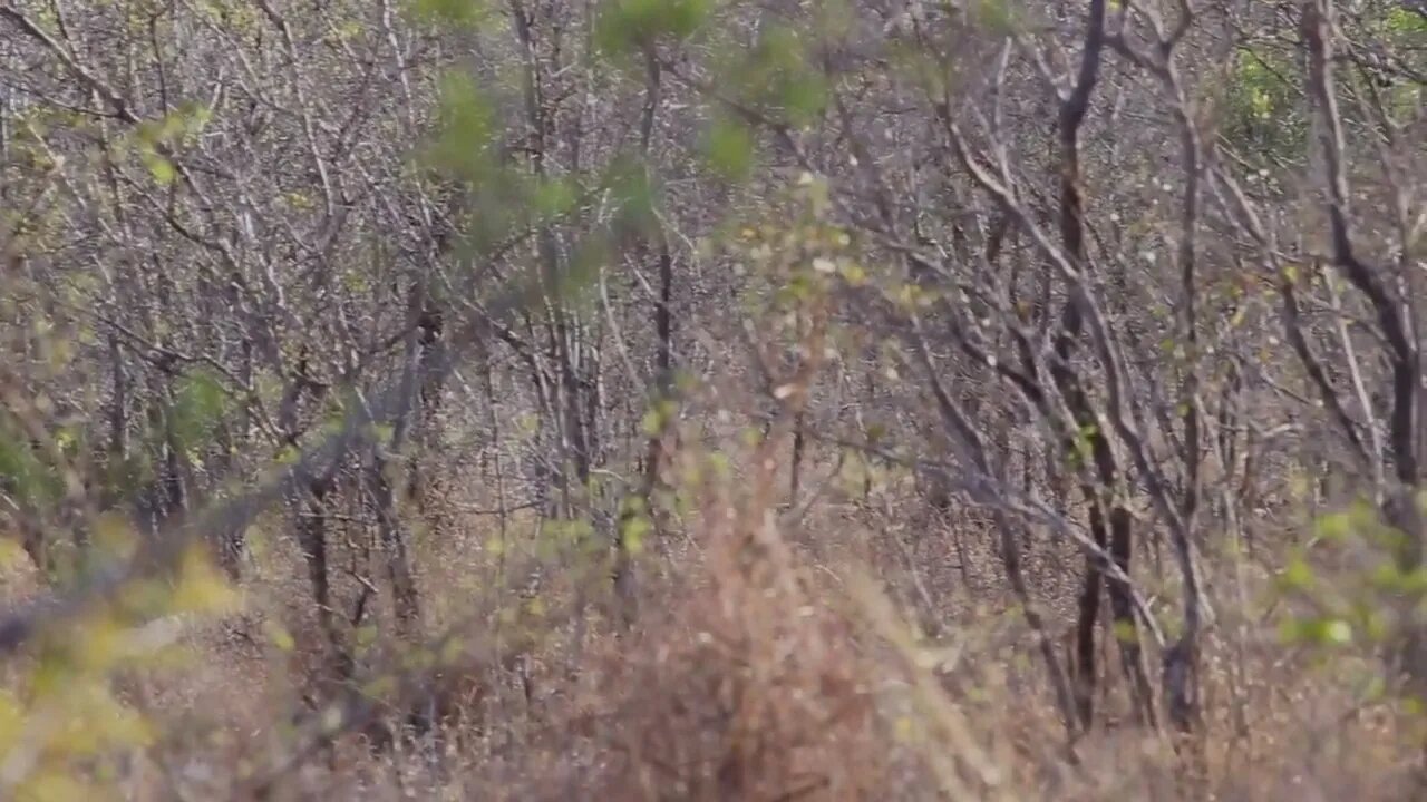 Female leopard moves through thicket