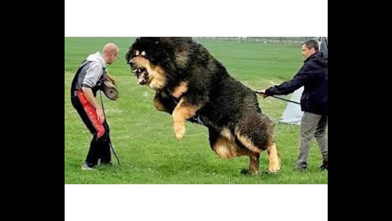 10 Most Powerful Dogs in the World