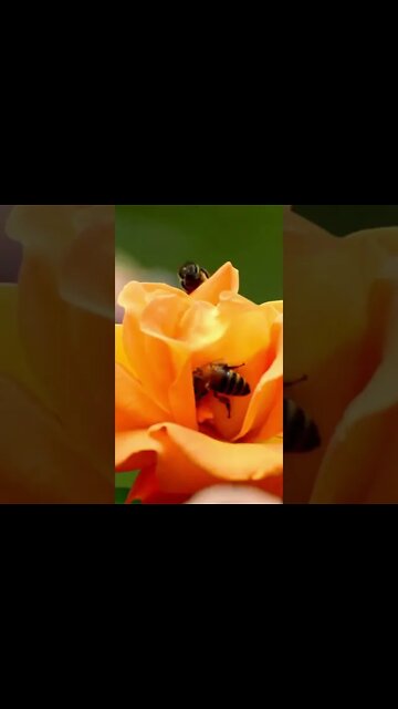 Bee Sounds #Shorts 🎙