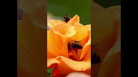 Bee Sounds #Shorts 🎙