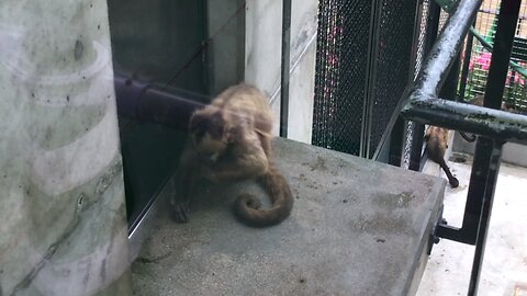 A Brown Capuchin kneading mud