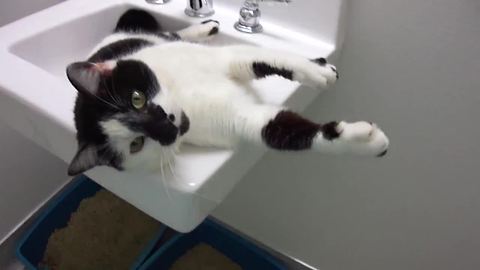 Cutest cat ever plays in the sink