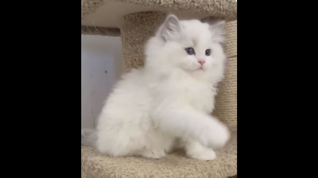 Funny cat chat 3
