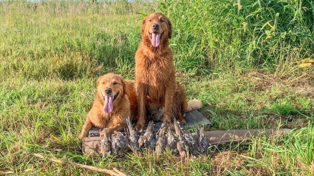 Opening Day Dove Hunt - Public Land IHAP (2022 Opener)