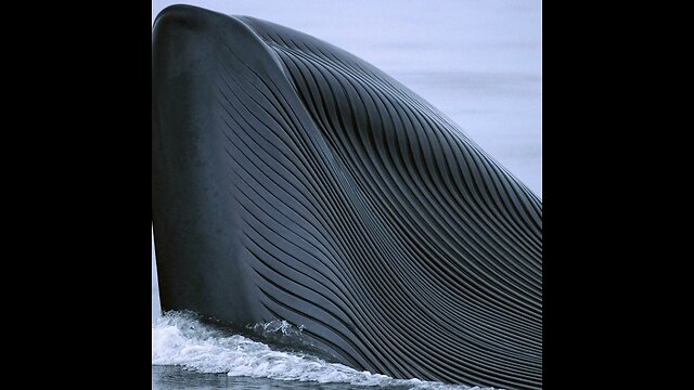 World’s largest animal-blue whale-fact about largest animal