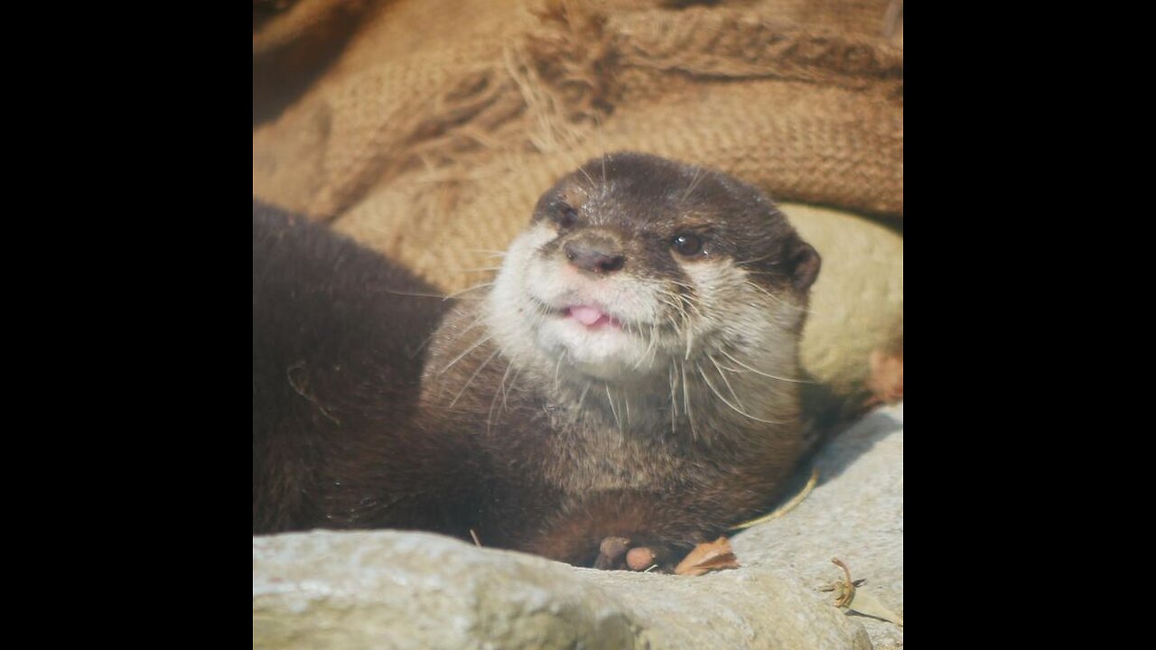 Otter duel with super big catfish