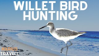 Willet Bird Hunting Crabs At Santa Monica Shoreline