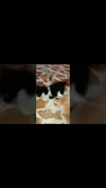 Cute Kitty Cat's 🐈#youtubeshorts #cutecat #shorts #persiancats #brown