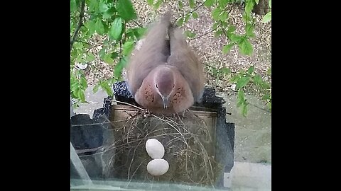 Newborn Baby Doves On Our Windowsill