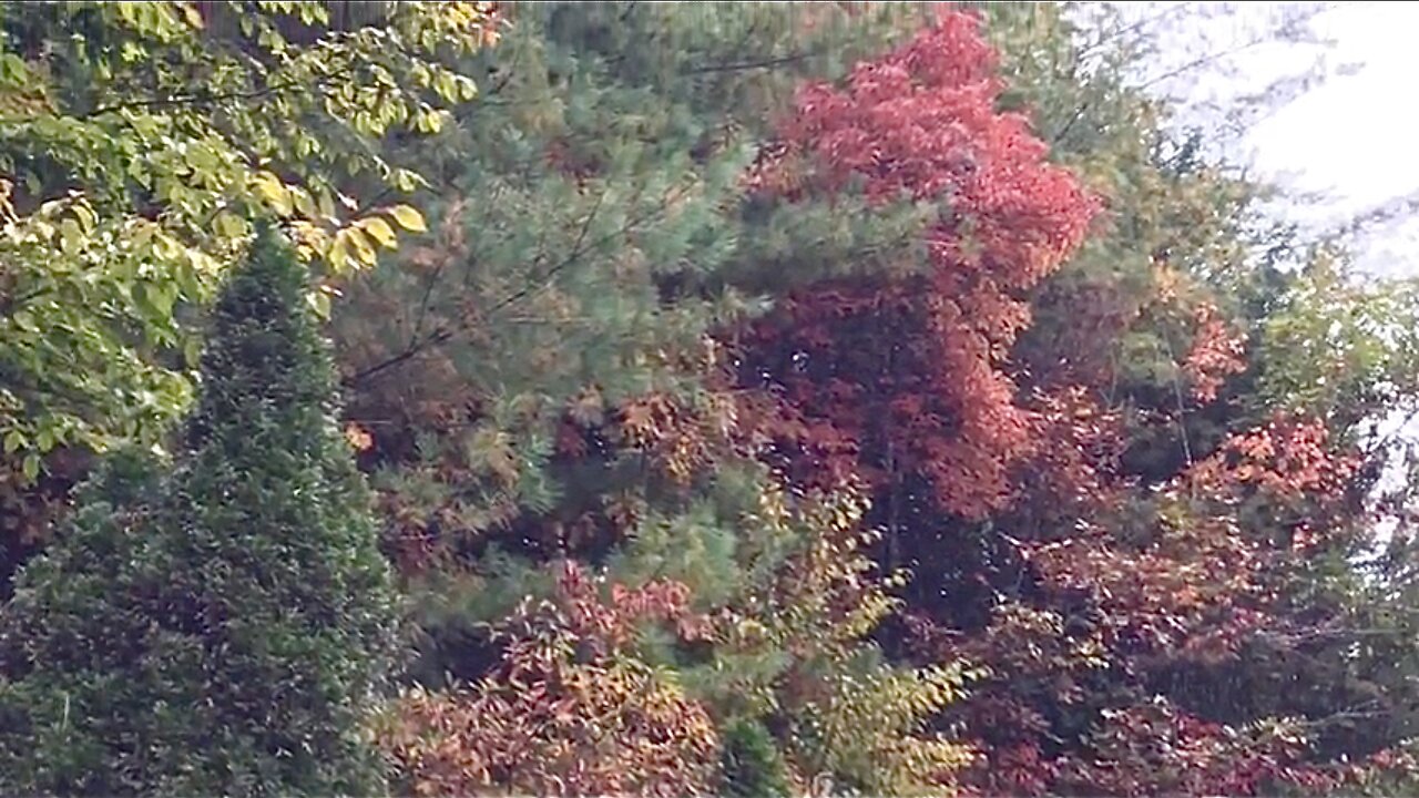 Awesome Sound And Colors Fall Leaves Mid October Murphy, NC USA