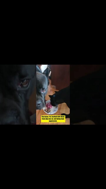 Cane Corso Food AGRESSION #shorts #viral #pets