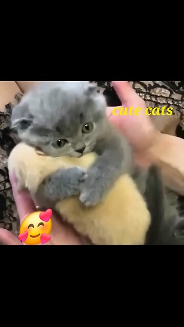 Cute cat🥺