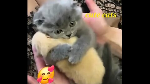 Cute cat🥺