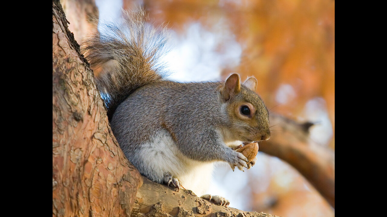 Gray squirrel eats to feed