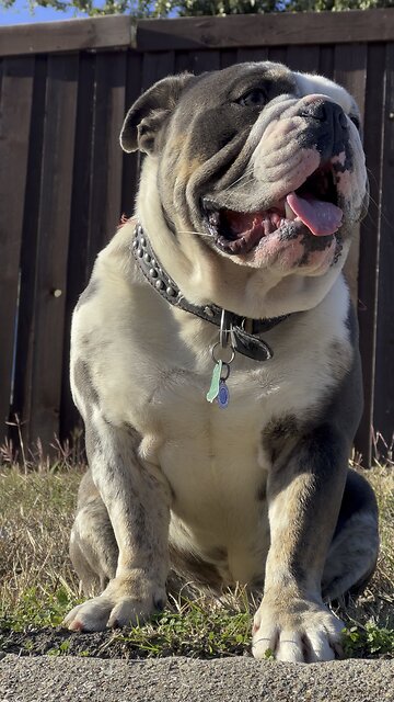 English Bulldog