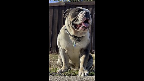 English Bulldog