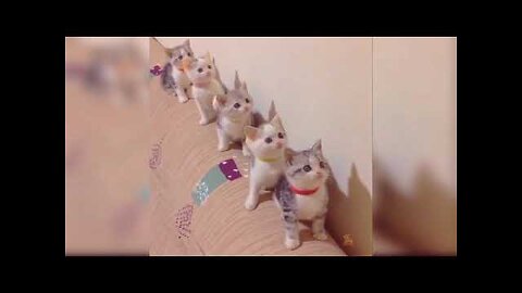 funniest cute cat videos