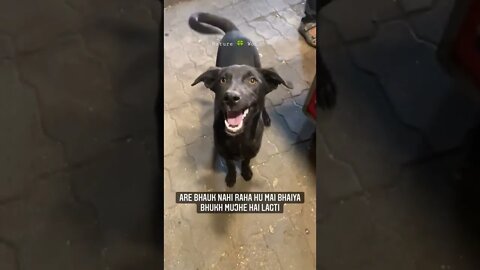 इस मासूम कुत्ते की सुनो😔Listen to this Innocent Dog👈