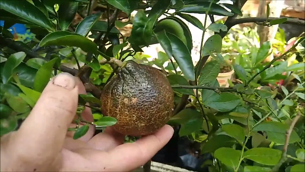 frutíferas produzindo em vaso dovialis goiaba roxa pitangatuba e do cerrado sapoti cajá pitaya uva