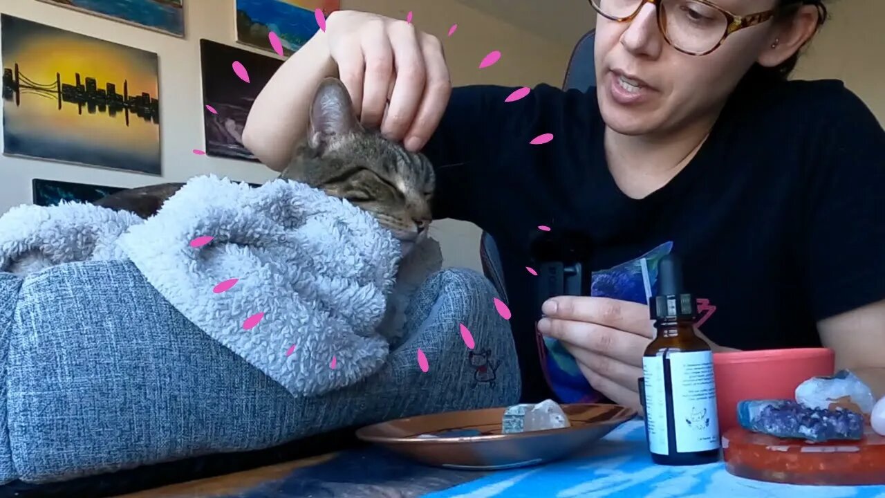 This is exactly how to pet your cat