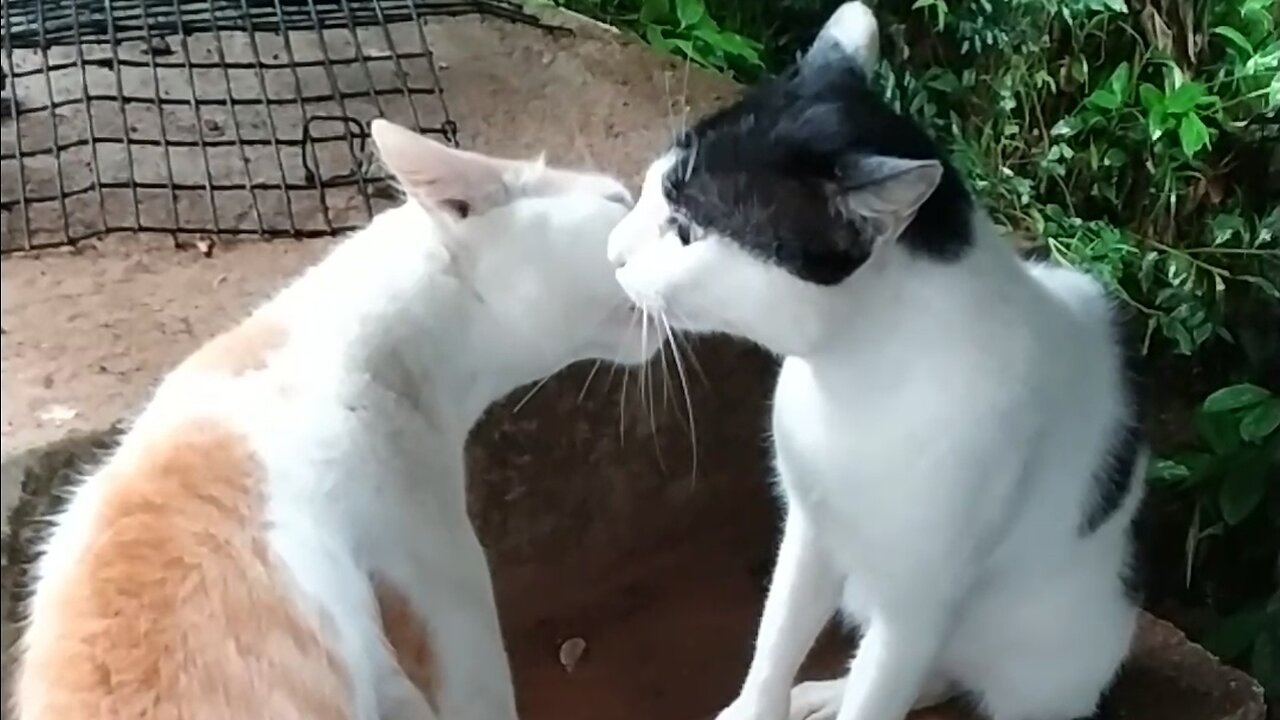 Do cats kiss each other?😽😘