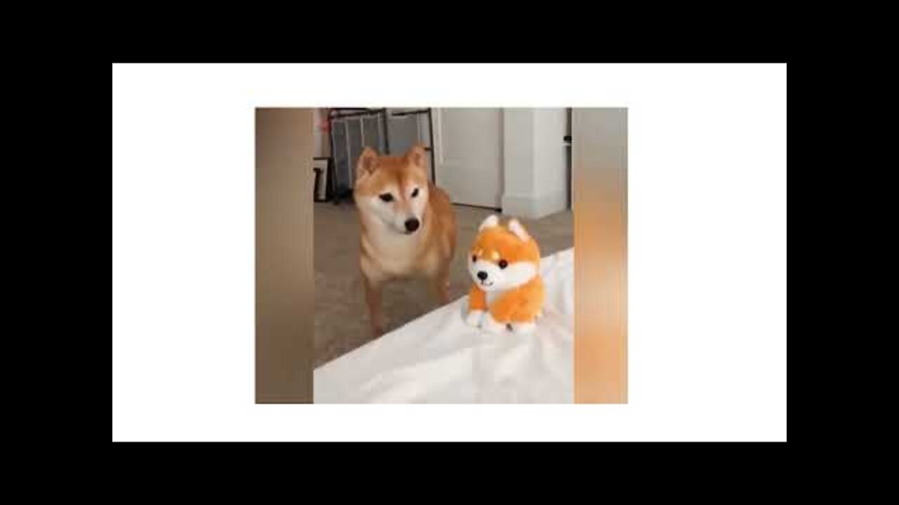 Try Not To Laugh Funny Animal Fails🤣 Funniest 🐶 Dogs and 😻 Cats