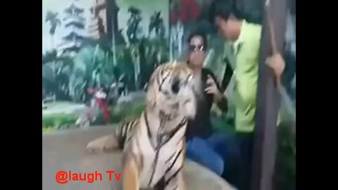 Tiger attack 😂😂😂😂