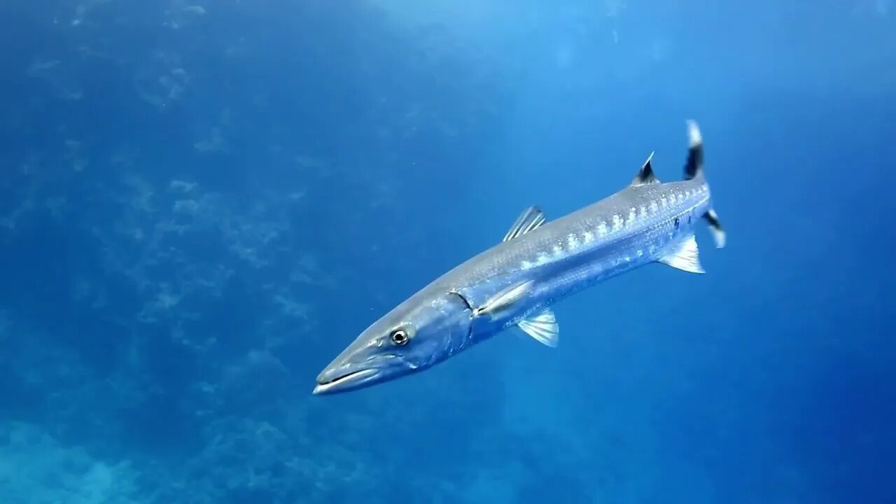 Barracuda - CUDA (Sphyraena barracuda) - penghuni samudra dari genus Sphyraena