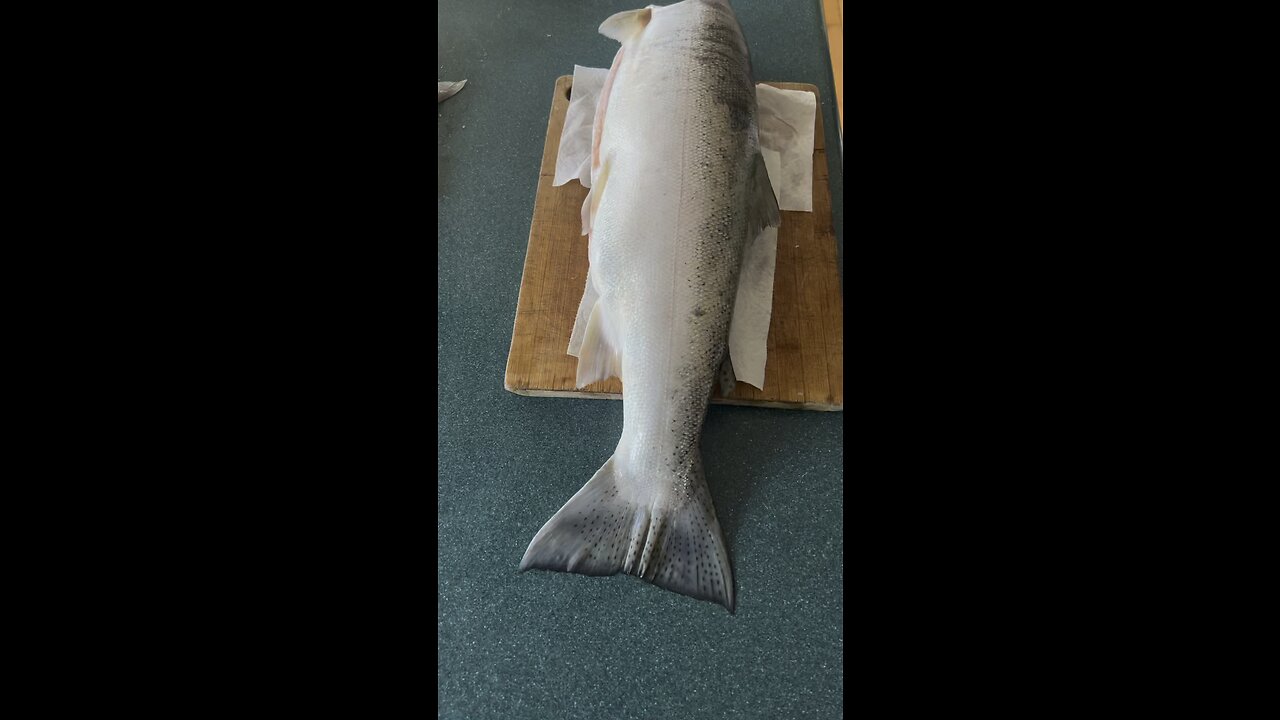 Filleting a wild steelhead trout