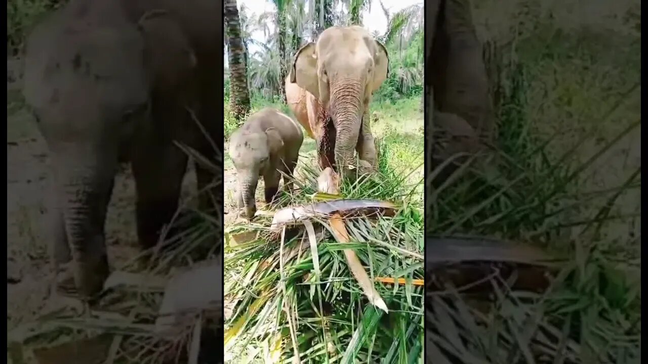 gajah