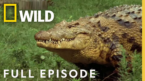 Ultimate Predators (Full Episode) | World's Deadliest