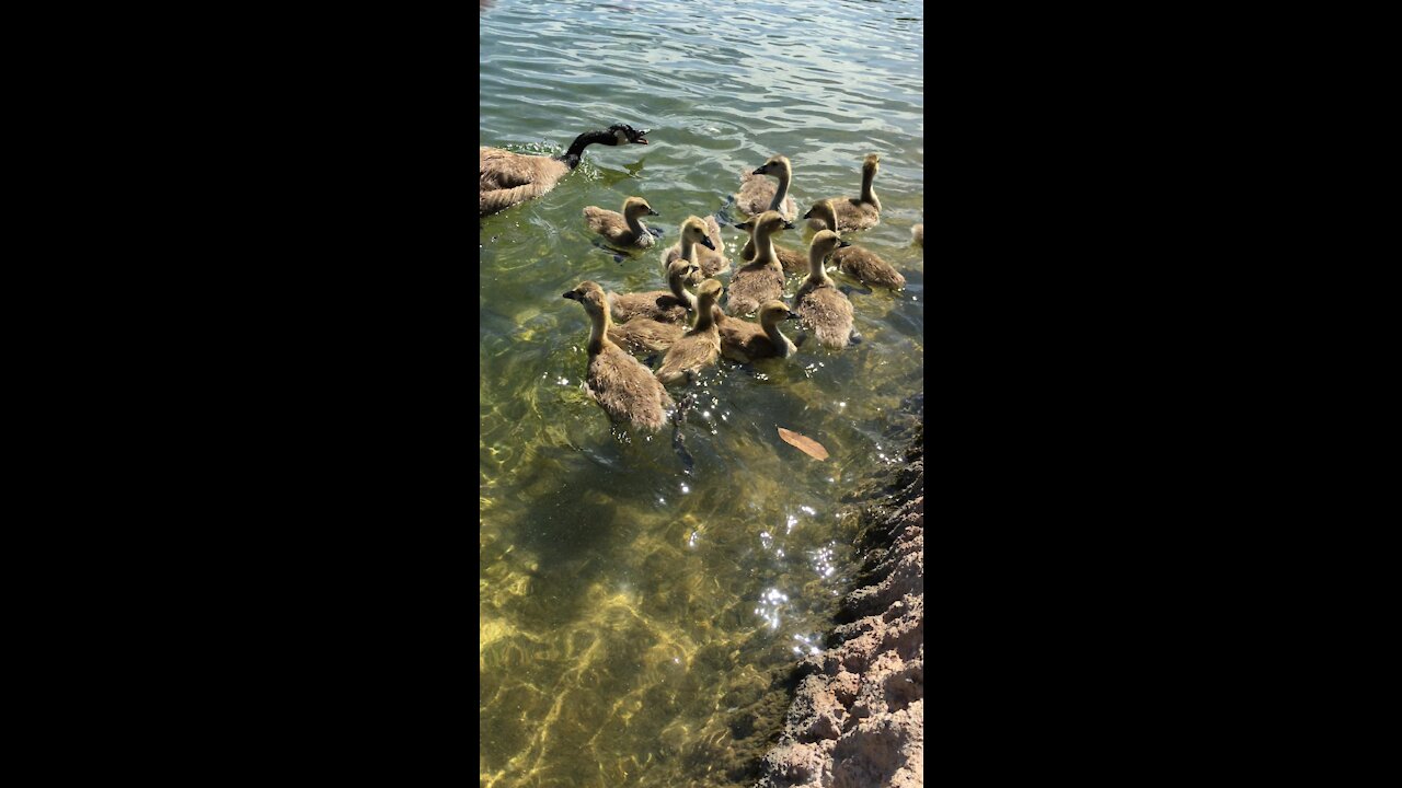 Baby geese