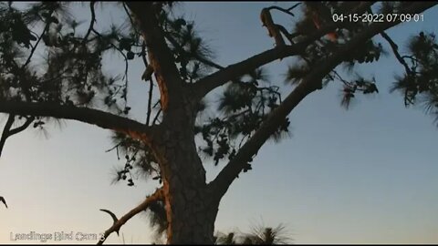 Crows Arrive, Mom Flies Up To The Branch 🦉 4/15/22 07:08