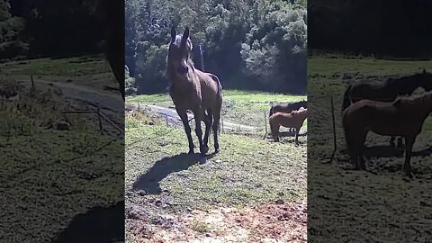 Beautiful Arab pony