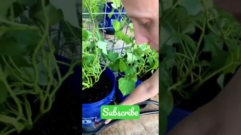Caring for HER Sweet Potato Plants, Then THIS GUY SHOWS UP! 🐸 #shorts #viral