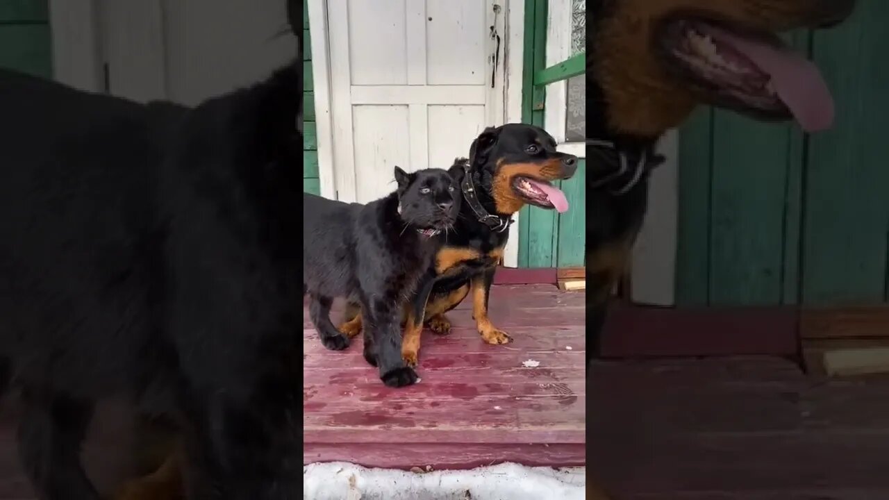 Besties