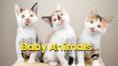 Top 10 cutest animals in the world : Animals video for kids