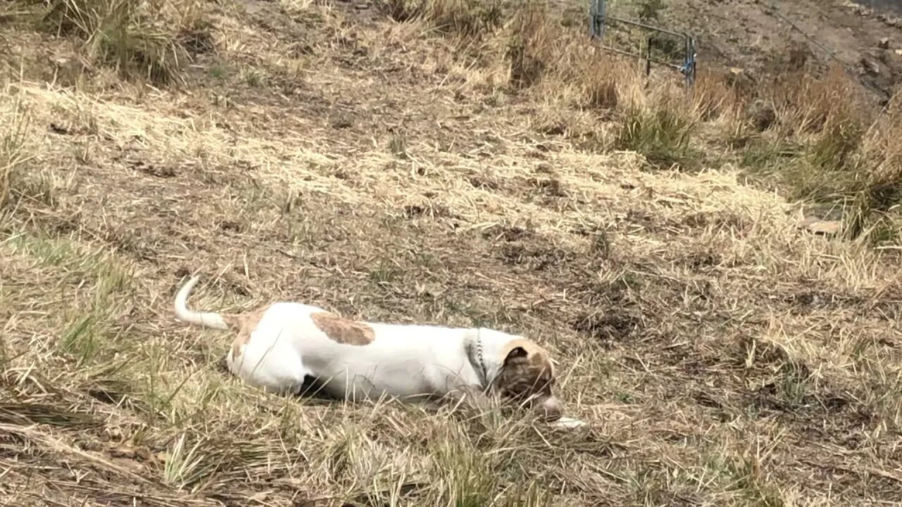 The happiest dog on the planet