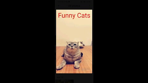 Funny Cats