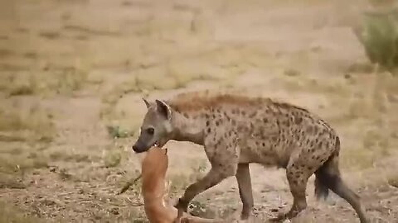 Giant Python Attack The Hive To Steal Honey, What Happens Next？