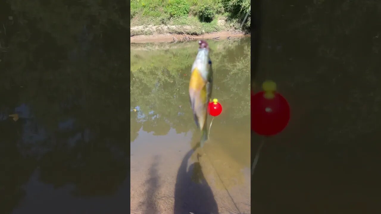 5th fish of the day! 6in bluegill! #fishing #outdoors #nature