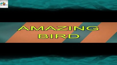 AMAZING BIRD TRICK #short #shorts