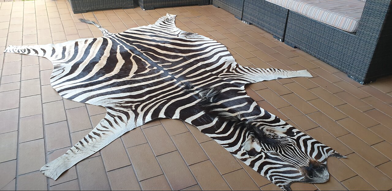 Zebra skin for your livingroom