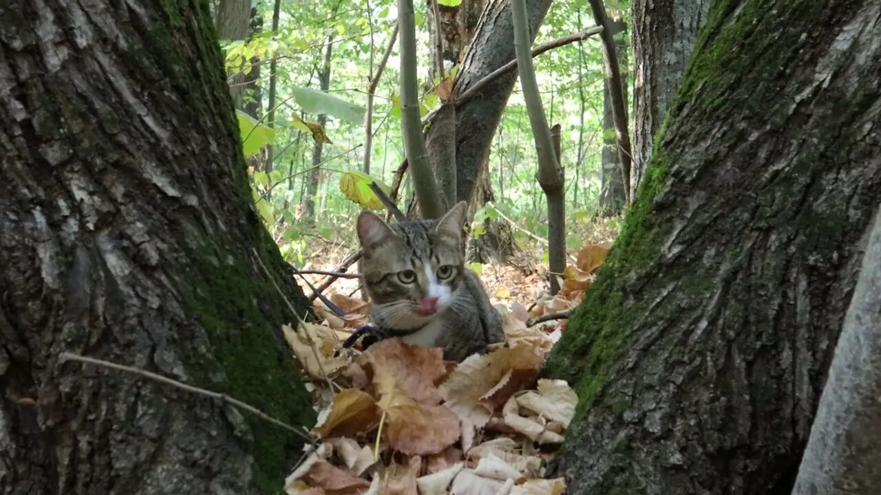 Cat Found a Comfy Place in the Soft Leaves