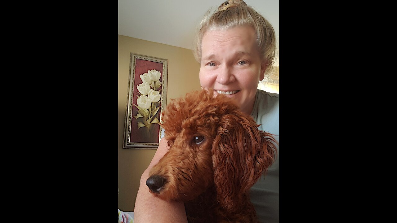 Red Poodle romping the Beach