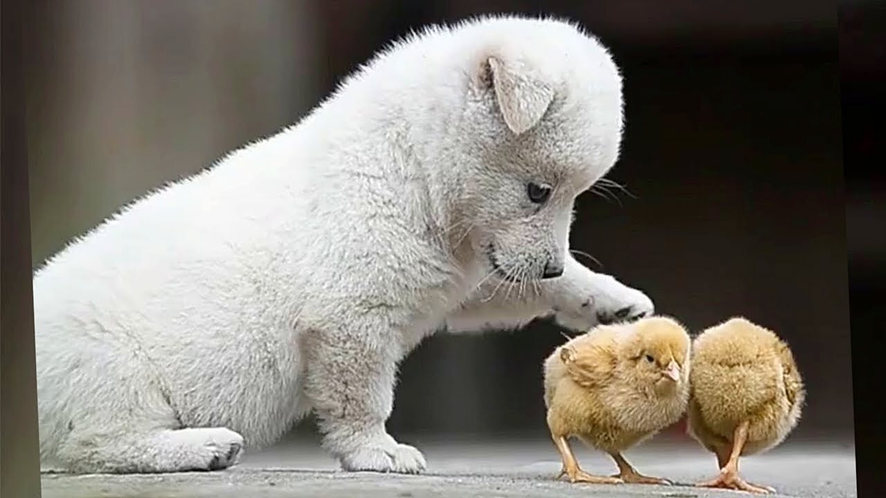 Cute Puppies & Chicks | Animals Video | Best Friendship