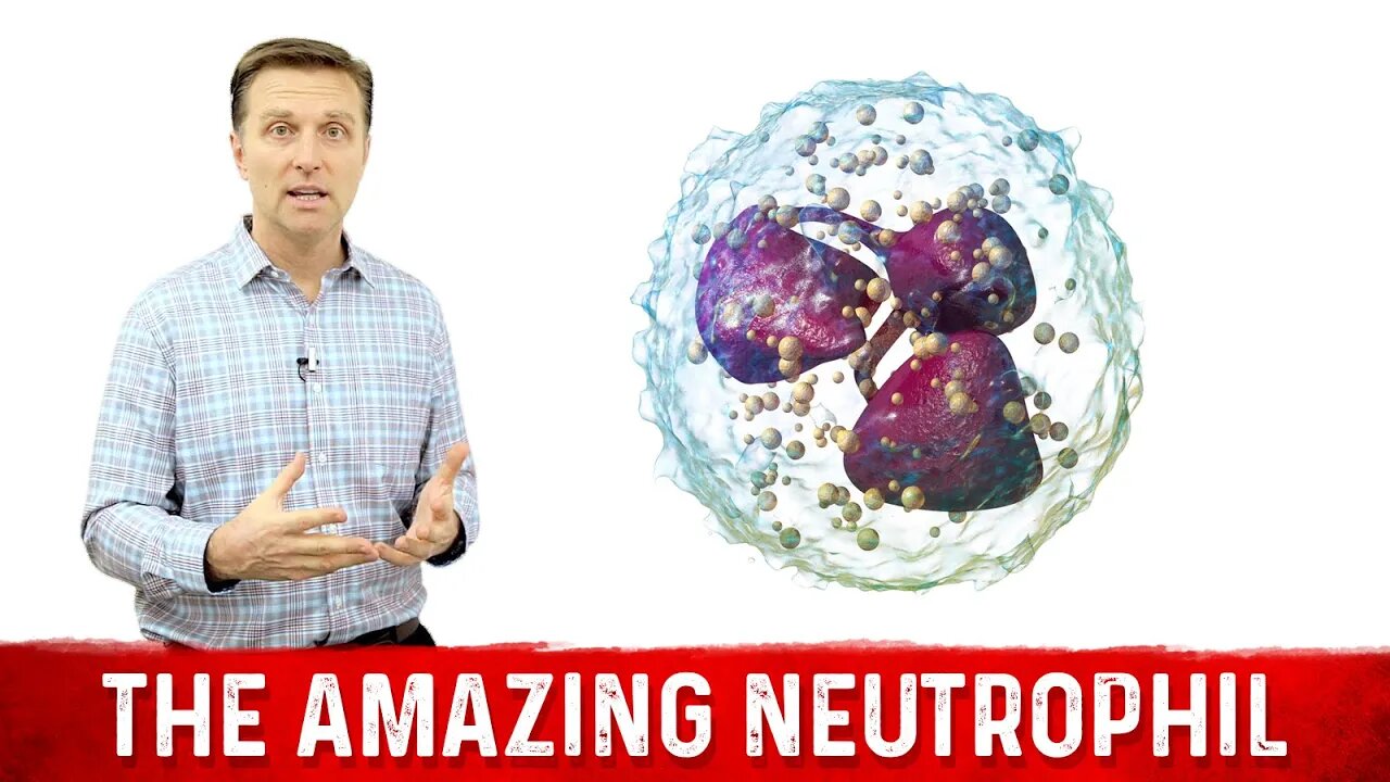 The Amazing Neutrophil Function – Dr.Berg