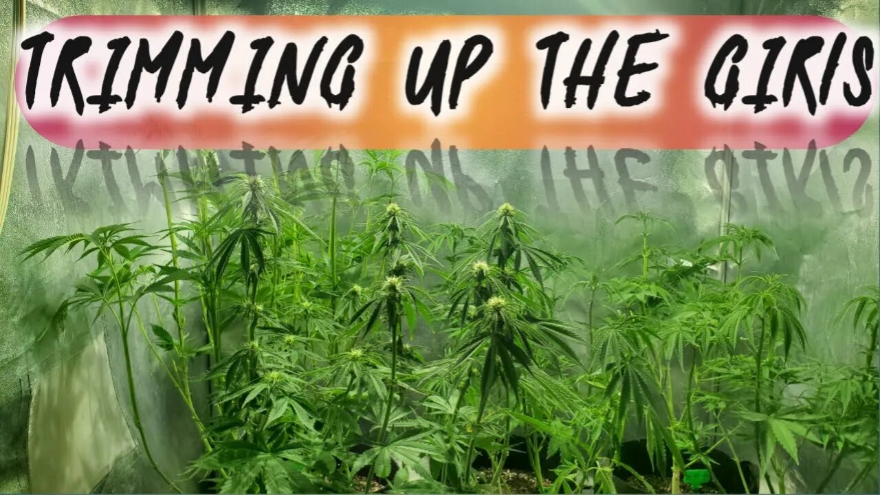 Trimming up the Girls